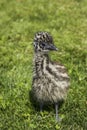 Young Emu Chick Looking Cute in Grass Royalty Free Stock Photo