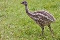 Young emu on the grass Royalty Free Stock Photo