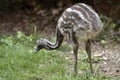 Young emu on the grass Royalty Free Stock Photo