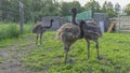 Young Emu ostriches walk in the aviary. Conservation of natural diversity. Ostrich farm. Royalty Free Stock Photo