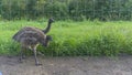 Young Emu ostriches walk in the aviary. Conservation of natural diversity. Ostrich farm. Royalty Free Stock Photo