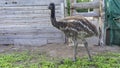 Young Emu ostriches walk in the aviary. Conservation of natural diversity. Ostrich farm Royalty Free Stock Photo