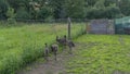 Young Emu ostriches walk in the aviary. Conservation of natural diversity. Ostrich farm Royalty Free Stock Photo