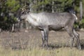 Young endangered woodland caribou near forest