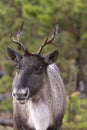 Young endangered woodland caribou portrait