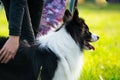 Young energetic dog on a walk. Border Collie. Royalty Free Stock Photo