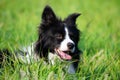 Young energetic dog on a walk. Border Collie. Royalty Free Stock Photo