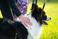 Young energetic dog on a walk. Border Collie. Royalty Free Stock Photo