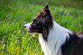 Young energetic dog on a walk. Border Collie. Royalty Free Stock Photo