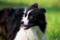 Young energetic dog on a walk. Border Collie. Royalty Free Stock Photo