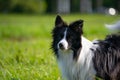 Young energetic dog on a walk. Border Collie. Royalty Free Stock Photo