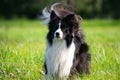 Young energetic dog on a walk. Border Collie.