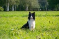 Young energetic dog on a walk. Border Collie.