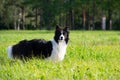 Young energetic dog on a walk. Border Collie. Royalty Free Stock Photo