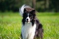 Young energetic dog on a walk. Border Collie.