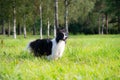 Young energetic dog on a walk. Border Collie. Royalty Free Stock Photo