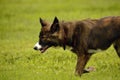 Emotions of animals. Young energetic dog on a walk. Puppies education, cynology, intensive training of young dogs. Walking dogs in Royalty Free Stock Photo