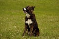 Emotions of animals. Young energetic dog on a walk. Puppies education, cynology, intensive training of young dogs. Walking dogs in Royalty Free Stock Photo