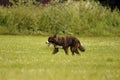 Emotions of animals. Young energetic dog on a walk. Puppies education, cynology, intensive training of young dogs. Walking dogs in Royalty Free Stock Photo