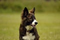 Emotions of animals. Young energetic dog on a walk. Puppies education, cynology, intensive training of young dogs. Walking dogs in Royalty Free Stock Photo