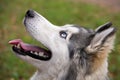 Young energetic dog on a walk. Siberian husky. Royalty Free Stock Photo