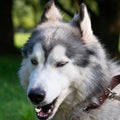 Young energetic dog on a walk. Siberian husky.