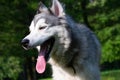 Young energetic dog on a walk. Siberian husky. Royalty Free Stock Photo