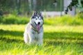 Young energetic dog on a walk. Siberian husky.