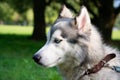 Young energetic dog on a walk. Siberian husky. Royalty Free Stock Photo