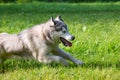 Young energetic dog on a walk. Siberian husky.