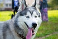 Young energetic dog on a walk. Siberian husky. Royalty Free Stock Photo