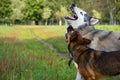 Young energetic dog on a walk. Siberian husky. Royalty Free Stock Photo