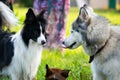 Young energetic dog on a walk. Siberian husky.