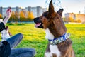 Young energetic half-breed dog with handmade collar walks in the meadow.