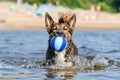 Young energetic half-breed dog is jumping over water. Doggy is playing with ball in water. Royalty Free Stock Photo