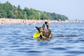 Young energetic half-breed dog is jumping over water. Doggy is playing with ball in water. Royalty Free Stock Photo