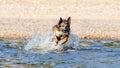 Young energetic half-breed dog is jumping over water. Doggy is playing in water. Royalty Free Stock Photo