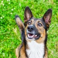 Young energetic half-breed dog is looking. Doggy is playing with its owner, training dogs. Royalty Free Stock Photo