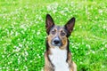 Young energetic half-breed dog is looking. Doggy is playing with its owner, training dogs.