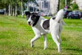 The young energetic half-breed dog is looking up.