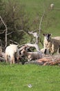 Woolly coated baby English lambs