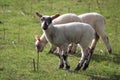 Woolly coated baby English lambs