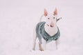 English Bull Terrier Bullterrier Puppy Dog Posing Outdoor In Snow Snowdrift. Winter Season. Playful Pet Outdoors. Royalty Free Stock Photo