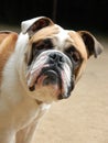 Young english bulldog