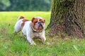 Young english bulldog, lying in a grass and looking into the distance