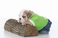 Young english bulldog puppy resting on log