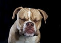 English bulldog eyes closed Royalty Free Stock Photo