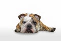 Young english bulldog sleeping isolated on white background Royalty Free Stock Photo