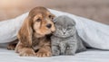 Young English Cocker spaniel puppy hugs kitten. Pets together under white warm blanket on a bed at home Royalty Free Stock Photo