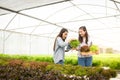 Young entrepreneur Asians farm organic vegetables for export abroad.